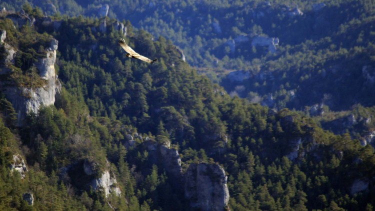 Vautour Gorges du Tarn Lozère